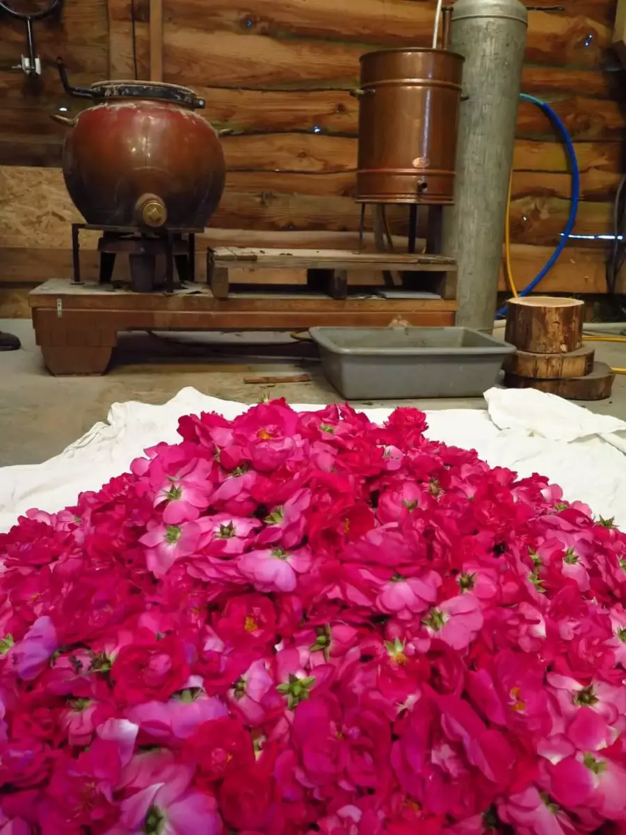 Portes ouvertes de Baume Shanti à Bannalec avec L'Artelier de Cloth - Distillation de roses de Provins